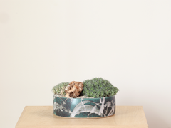 Brevifolia w/ Rock in Artisan Ceramic