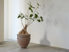 Artifact 07 Planter / Plant Sold Separately