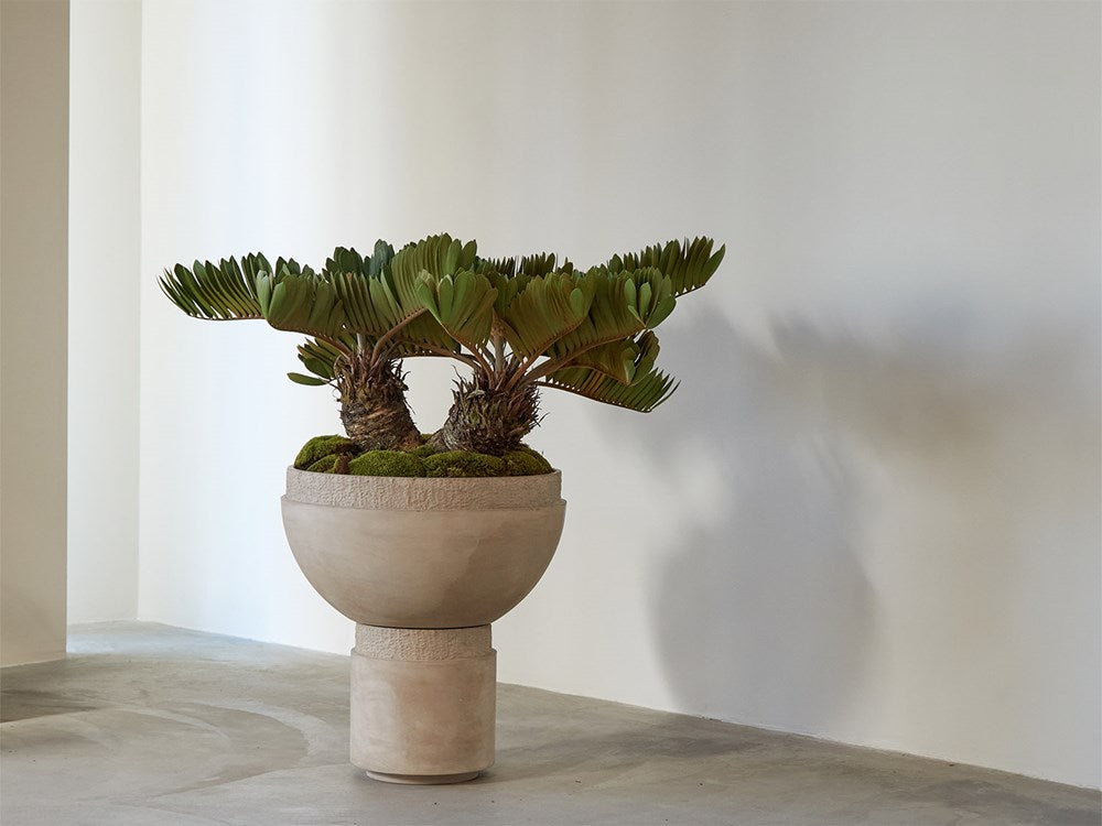 Cardboard Palm 1