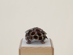 Coral Sculpture