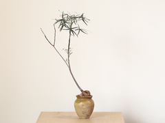 Brachychiton in Small Ceramic Jar