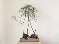 Brachychiton Forest w/ Rock in Ceramic Dish