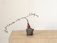 Decaryi in Small Jonathan Cross Stone Planter